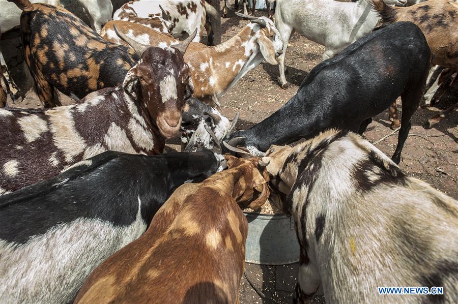 INDIA-KOLKATA-EID AL-ADHA-LIVESTOCK MARKET