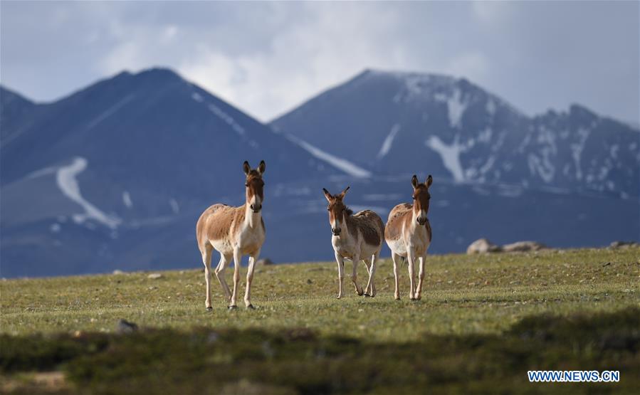 (EcoChina)CHINA-HORTICULTURAL EXPO-TIBET (CN)