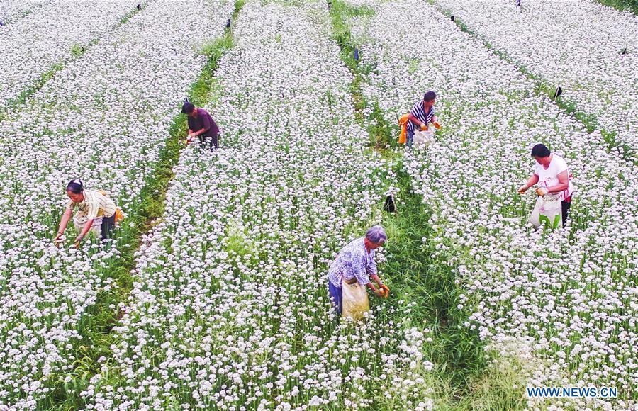 CHINA-HEBEI-LEEK FLOWERS (CN)