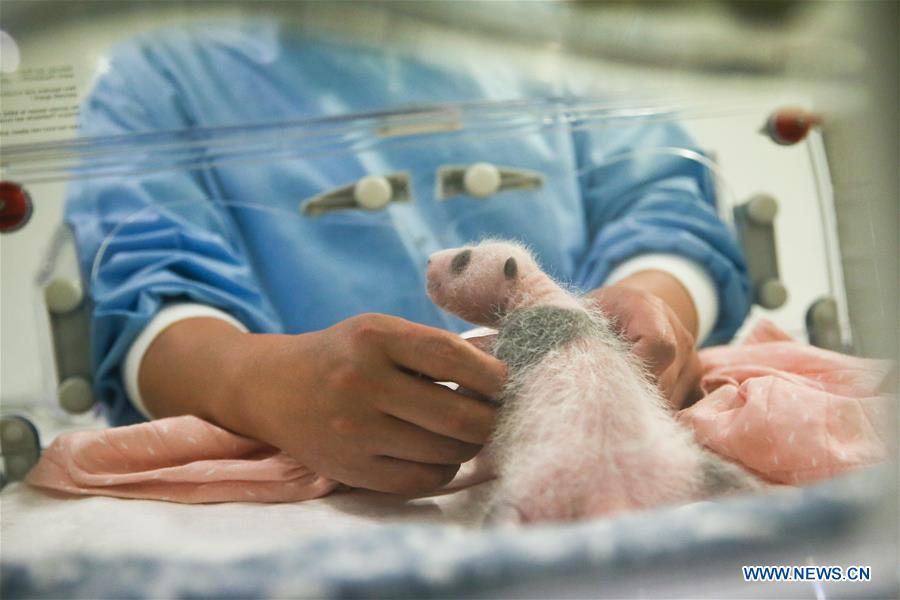 BELGIUM-BRUGELETTE-PANDA CUBS-MEDIA VIEW