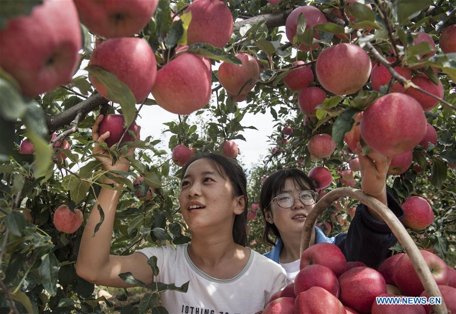 CHINA-SHAANXI-YAN'AN-GRAIN FOR GREEN (CN)