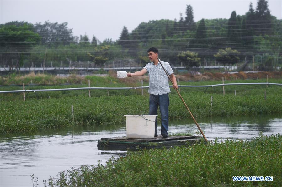 CHINA-ZHEJIANG-HUZHOU-CRAB (CN)