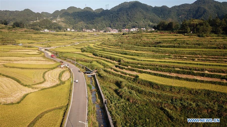 CHINA-HUNAN-HUAYUAN COUNTY-RICE FIELD-AUTUMN SCENERY (CN)