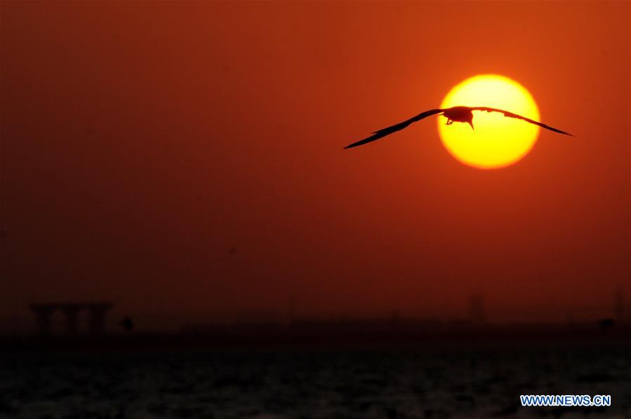 KUWAIT-KUWAIT CITY-SUNSET-BIRDS