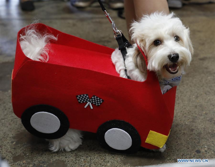 U.S.-SAN FRANCISCO-PET DOG-COMPETITION