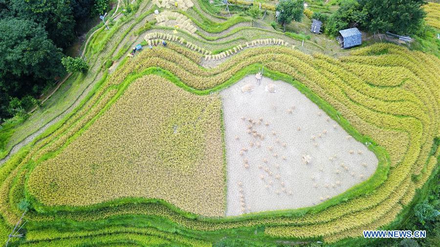 CHINA-GUIZHOU-RONGJIANG-RICE-HARVEST (CN)