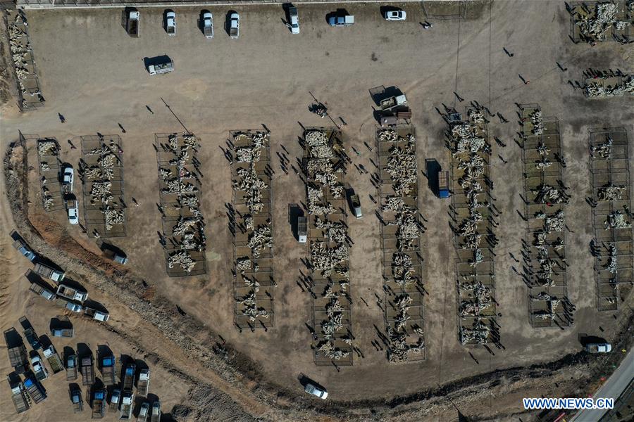 CHINA-INNER MONGOLIA-PASTURE-SHEEP TRADE (CN)