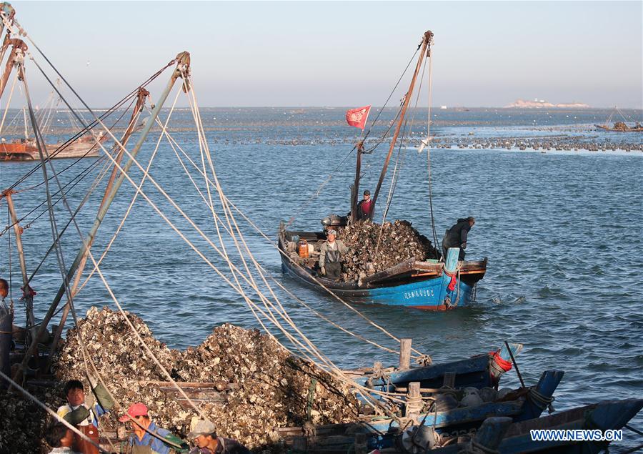 CHINA-LIAONING-DALIAN-OYSTER-HARVEST (CN)