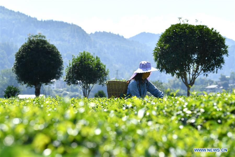 #CHINA-HARVEST FESTIVAL-CELEBRATION (CN)