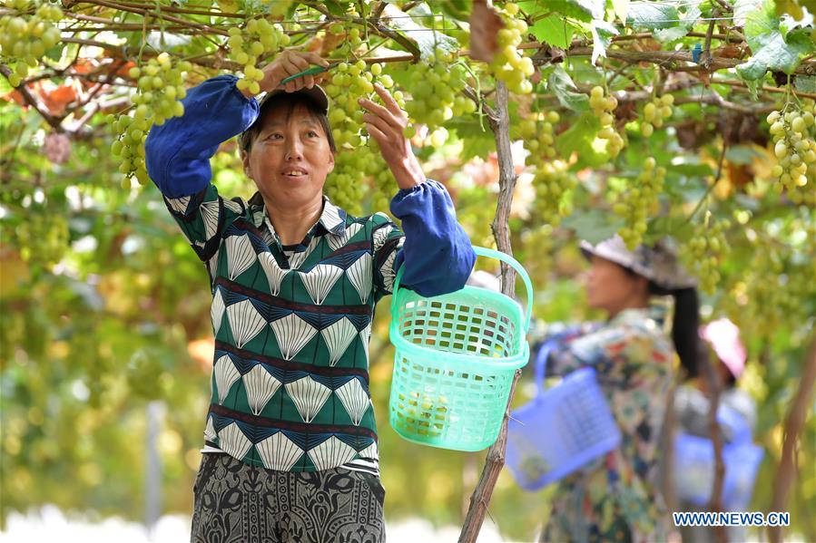 CHINA-JIANGXI-NANCHANG-GRAPES-HARVEST (CN)