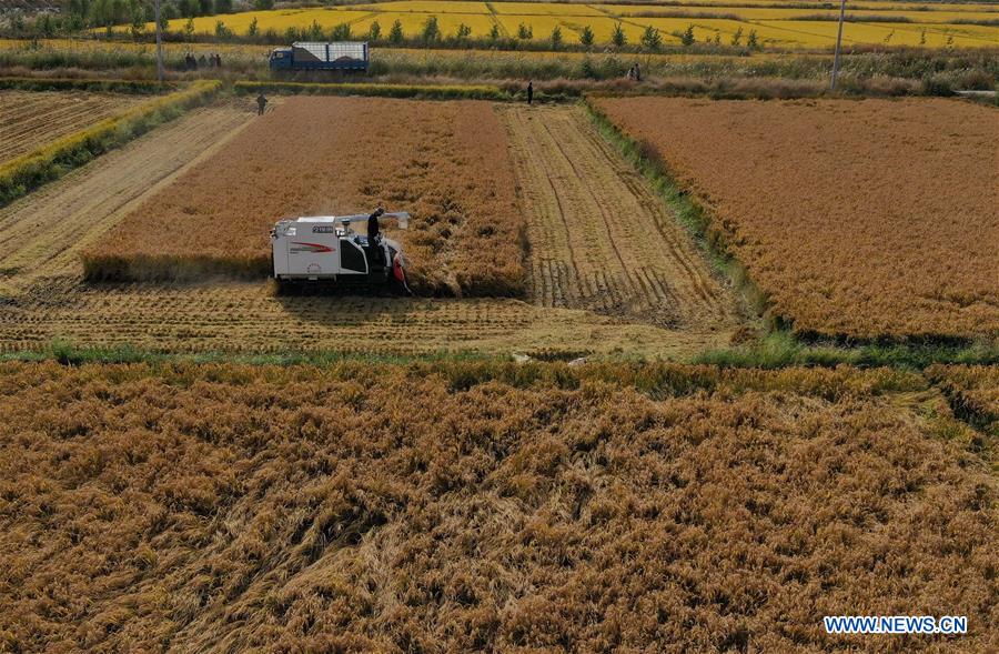 CHINA-HEBEI-RICE-HARVEST (CN)