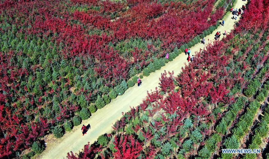 CHINA-LIAONING-FUSHUN-MAPLE (CN)