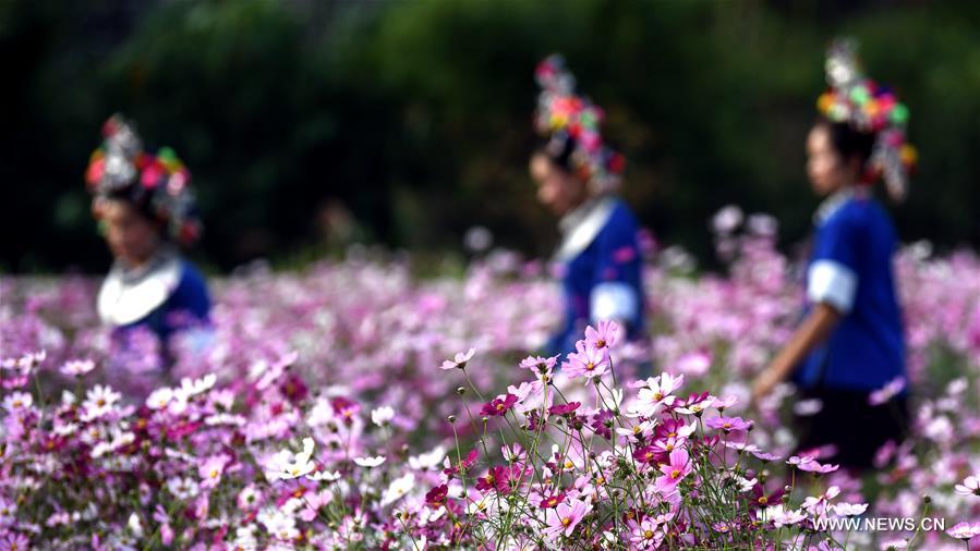 CHINA-GUANGXI-SANJIANG-GALSANG FLOWERS (CN)