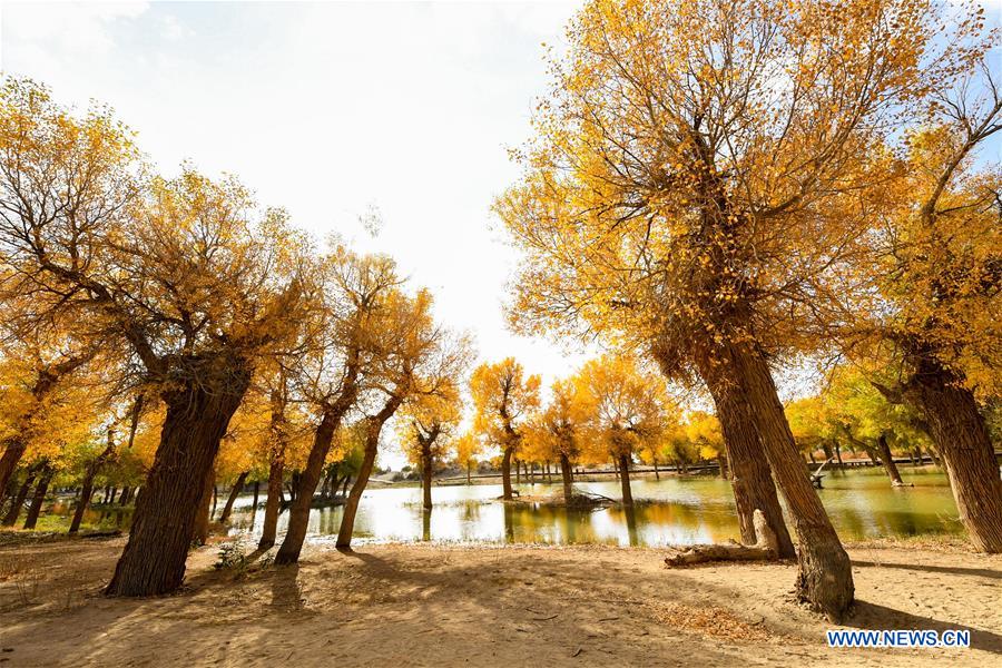 CHINA-INNER MONGOLIA-POPULUS EUPHRATICA-SCENERY (CN)