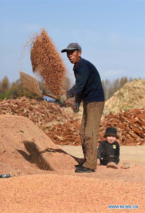 CHINA-INNER MONGOLIA-HARVEST (CN)