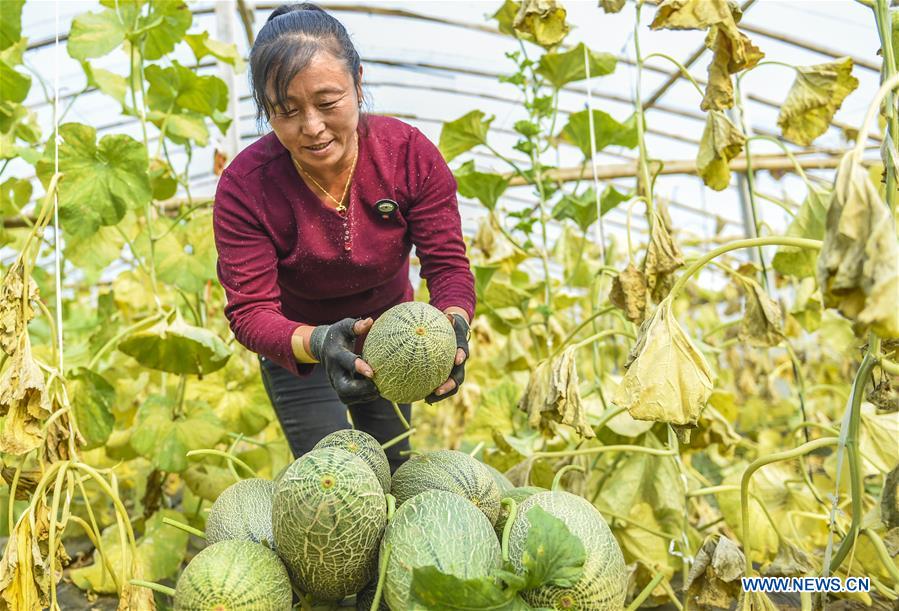 CHINA-HEBEI-ZAOQIANG-HAMI MELONS(CN)