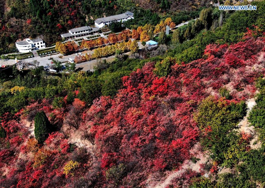 CHINA-HENAN-AUTUMN SCENERY (CN)