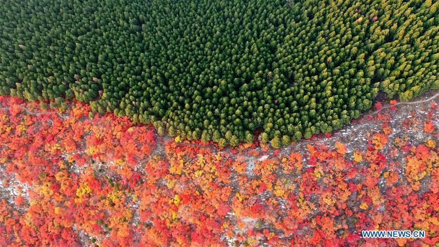 CHINA-SHANDONG-JINAN-AUTUMN SCENERY (CN)