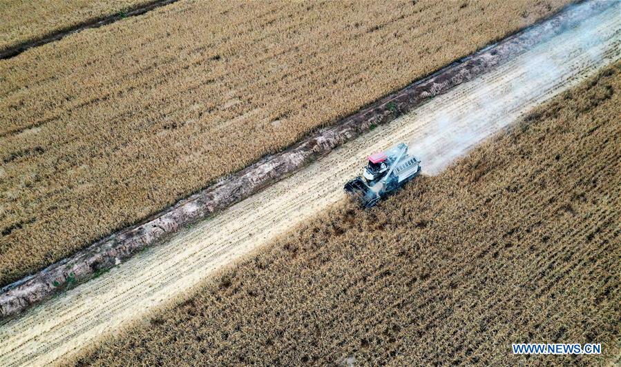 CHINA-SHAANXI-YAN'AN-PADDY FIELD-HARVEST (CN)