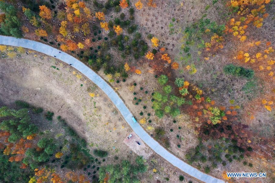 CHINA-HEBEI-XIONGAN-FOREST-AERIAL VIEW