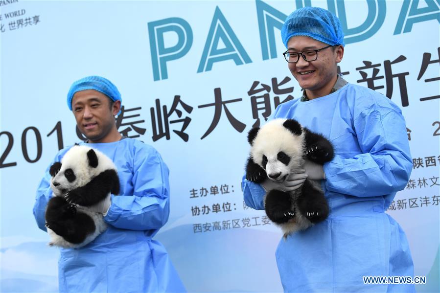 CHINA-SHAANXI-GIANT PANDA-FIRST APPEARANCE (CN)