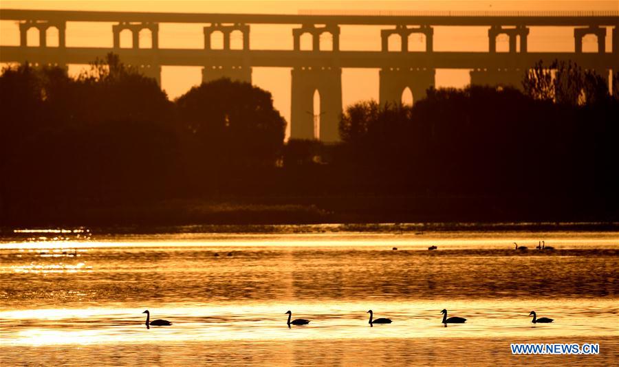 CHINA-HENAN-SANMENXIA-WHITE SWANS (CN)