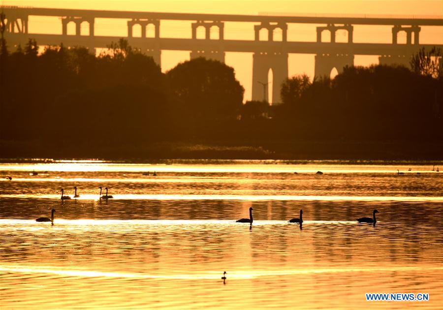 CHINA-HENAN-SANMENXIA-WHITE SWANS (CN)