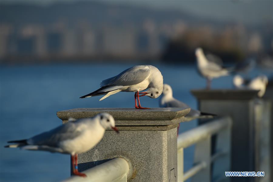 CHINA-YUNNAN-KUNMING-BLACK-HEADED GULLS (CN)