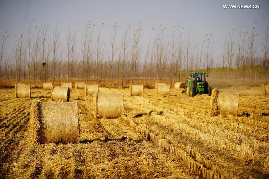 CHINA-HEBEI-CAOFEIDIAN-PACKING STRAW (CN)