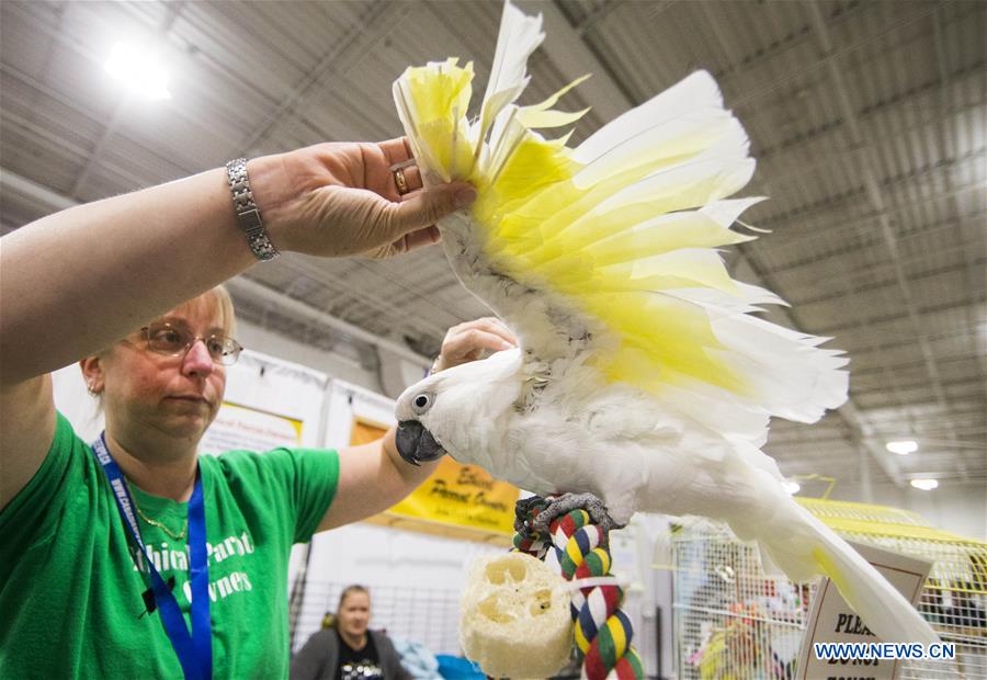 CANADA-TORONTO-CHRISTMAS PET SHOW