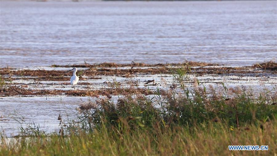 CHINA-INNER MONGOLIA-EGRETS (CN)