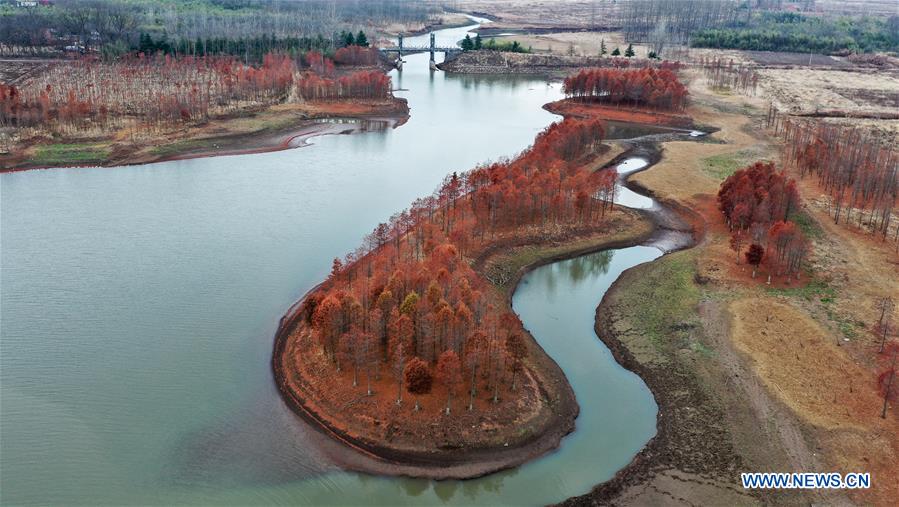 CHINA-JIANGSU-XUYI-CHINESE LARCH (CN)