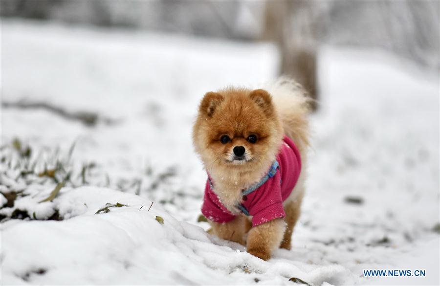 CHINA-BEIJING-SNOW-SCENERY (CN)