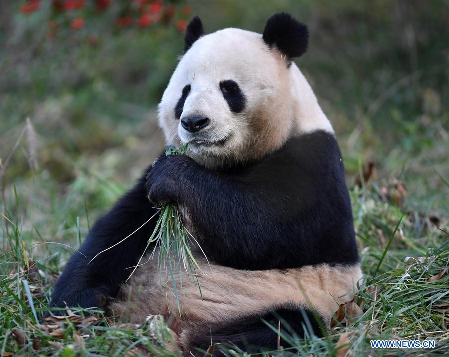 CHINA-XI'AN-QINLING-GIANT PANDA (CN)