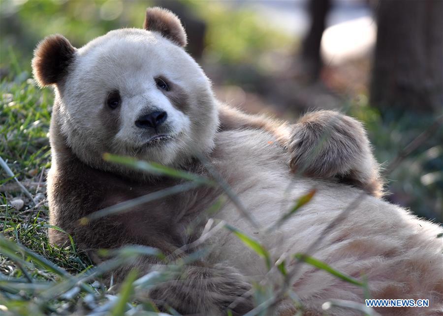 CHINA-SHAANXI-XI'AN-CAPTIVE BROWN AND WHITE GIANT PANDA