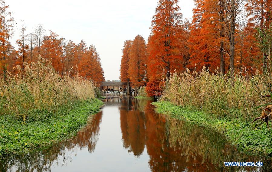 CHINA-SHANGHAI-WINTER-SCENERY (CN)