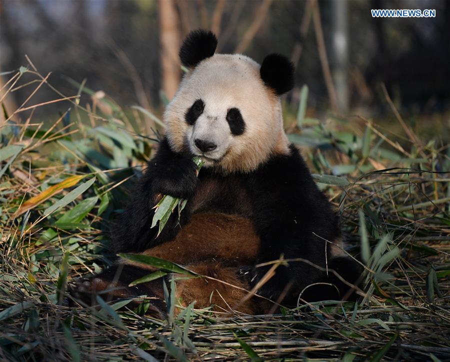 CHINA-SHAANXI-QINLING MOUNTAINS-BIO-DIVERSITY (CN)