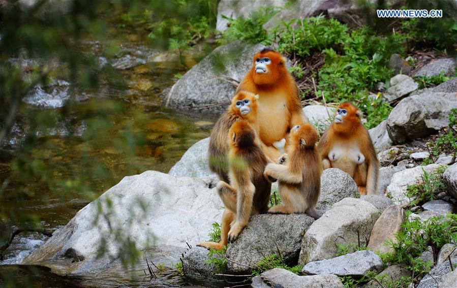 CHINA-SHAANXI-QINLING MOUNTAINS-BIO-DIVERSITY (CN)