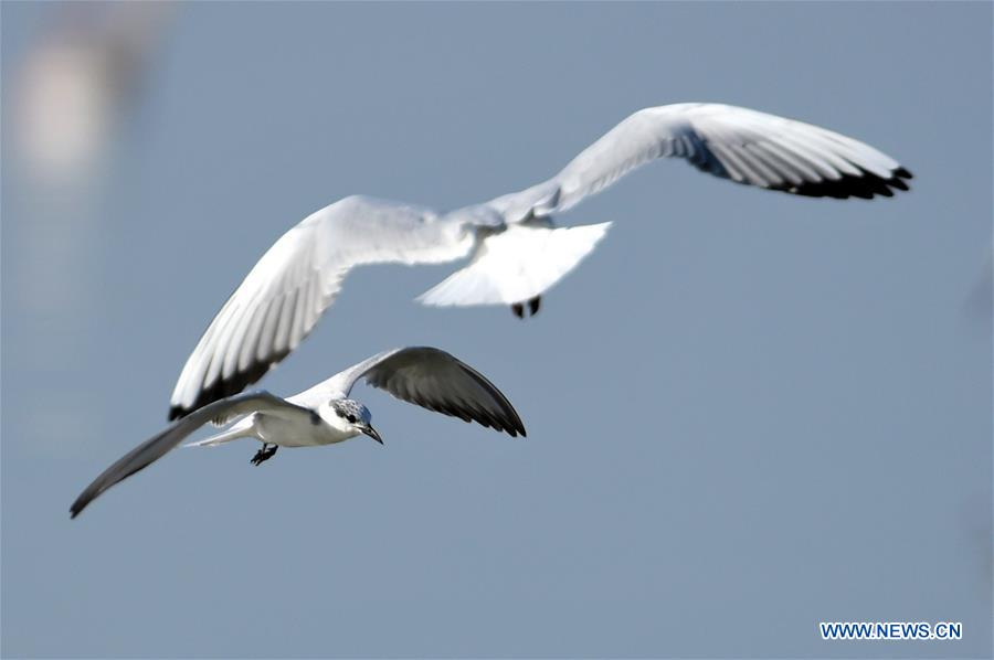 KUWAIT-KUWAIT CITY-BIRDS