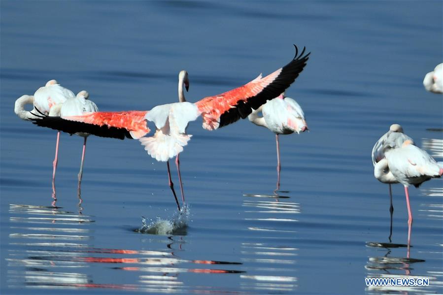 KUWAIT-KUWAIT CITY-BIRDS