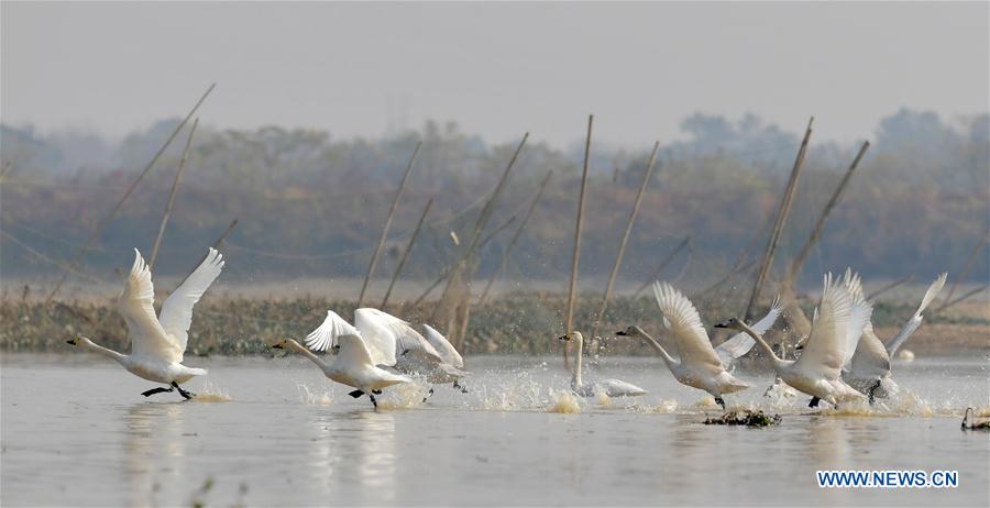 CHINA-JIANGXI-FUHE RIVER-MIGRANT BIRD (CN)