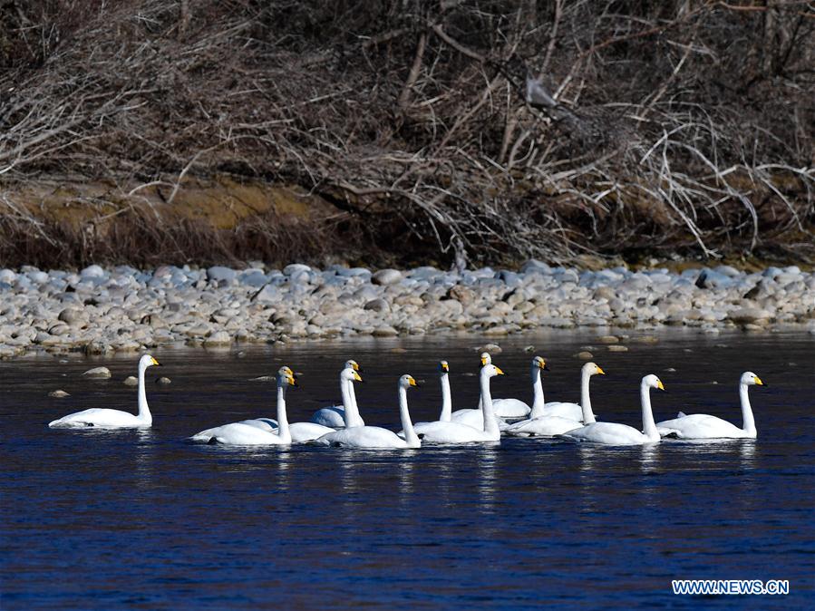 CHINA-QINGHAI-GUIDE-SWAN (CN)