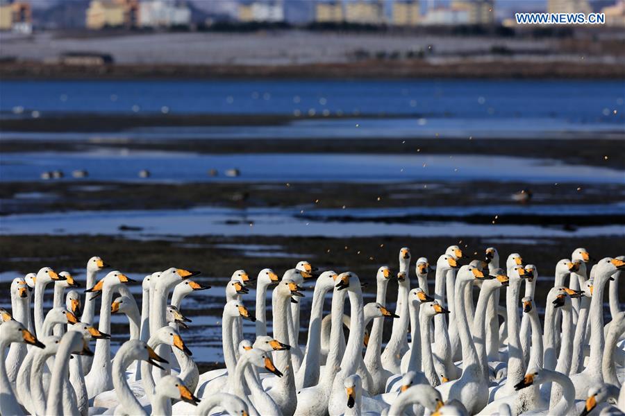 CHINA-SHANDONG-RONGCHENG-WHOOPER SWANS (CN)