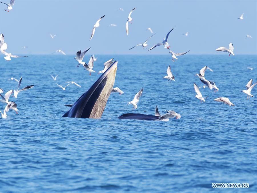 CHINA-GUANGXI-BEIBU GULF-BRYDE'S WHALES (CN)