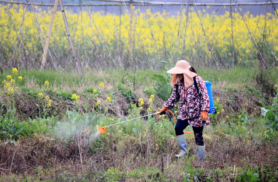 CHINA-SPRING PLOUGHING-AGRICULTURAL PRODUCTION (CN)