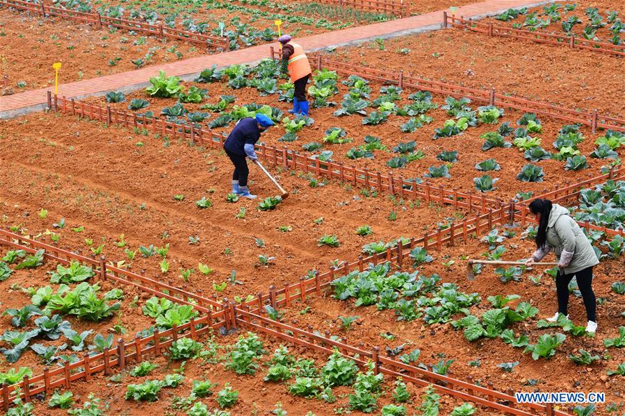 CHINA-GUIYANG-SPRING-AGRICULTURE (CN)