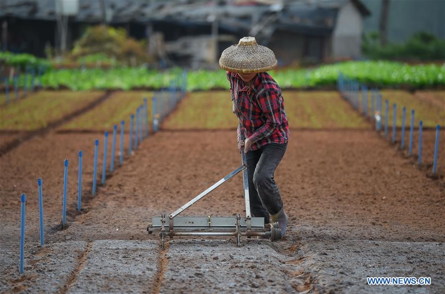 CHINA-HAIKOU-FARMING(CN)