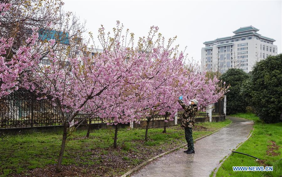 CHINA-WUHAN-CHERRY BLOSSOMS (CN)