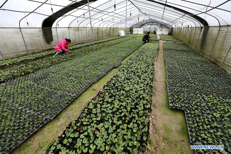 #CHINA-SPRING-FARMING (CN)