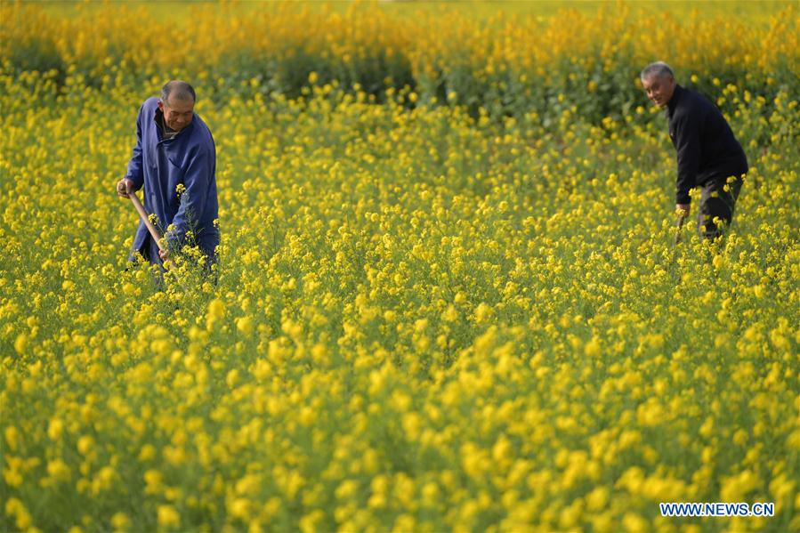 CHINA-JIANGXI-COLE FLOWER FIELDS (CN)